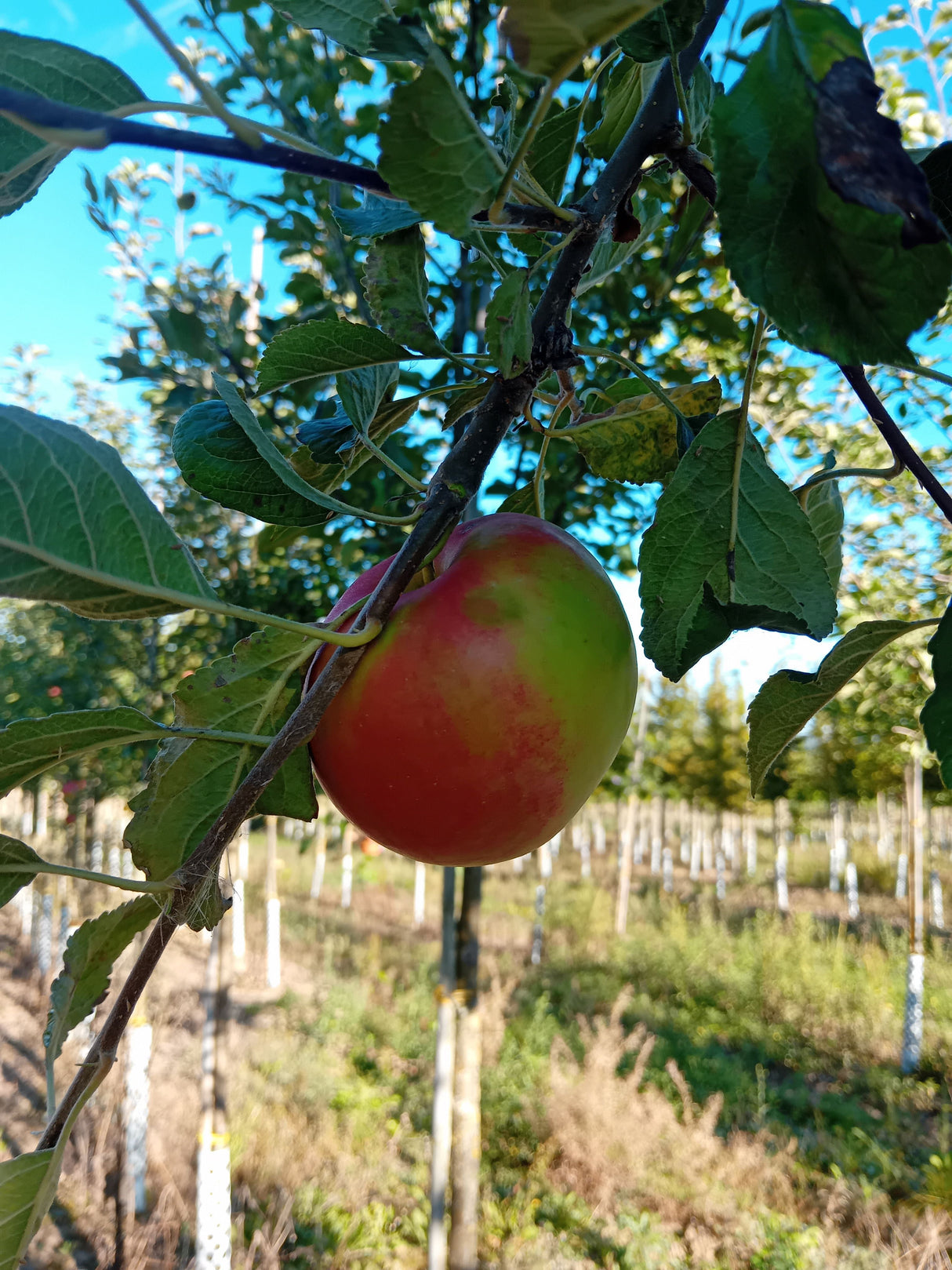 Malus 'Idared'                         CAC Apfel 'Idared'                        spät