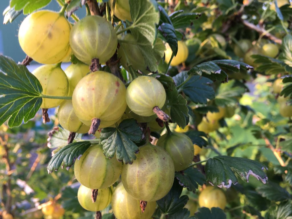 Ribes uva-crispa 'Invicta'             CAC II Stachelbeere 'Invicta'