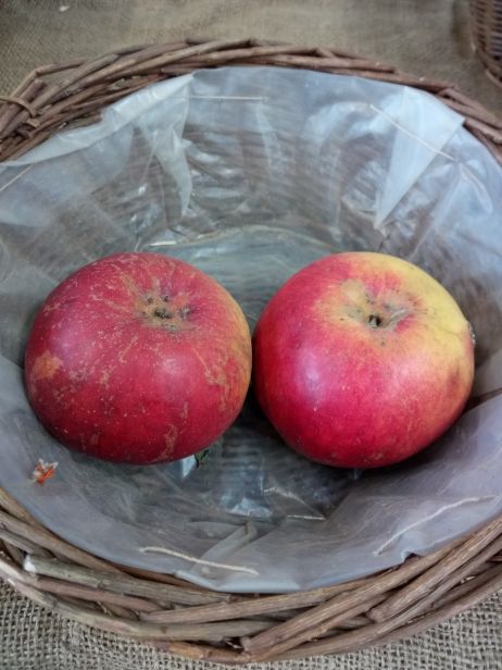 Malus 'Prinz Albrecht von Preußen'     CAC Apfel 'Prinz Albrecht von Preußen'  mittel