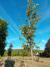 Amelanchier arborea 'Robin Hill' Felsenbirne 'Robin Hill'