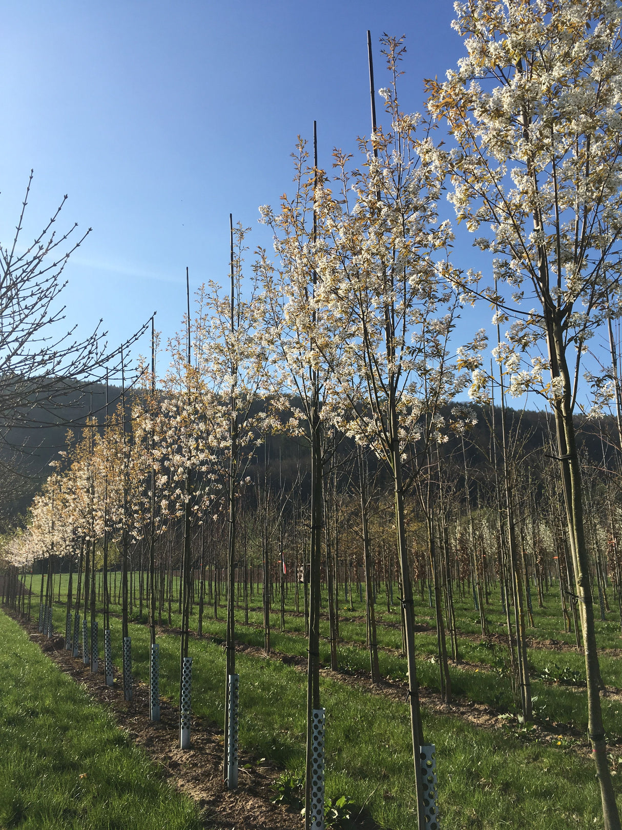 Amelanchier arborea 'Robin Hill' Felsenbirne 'Robin Hill'