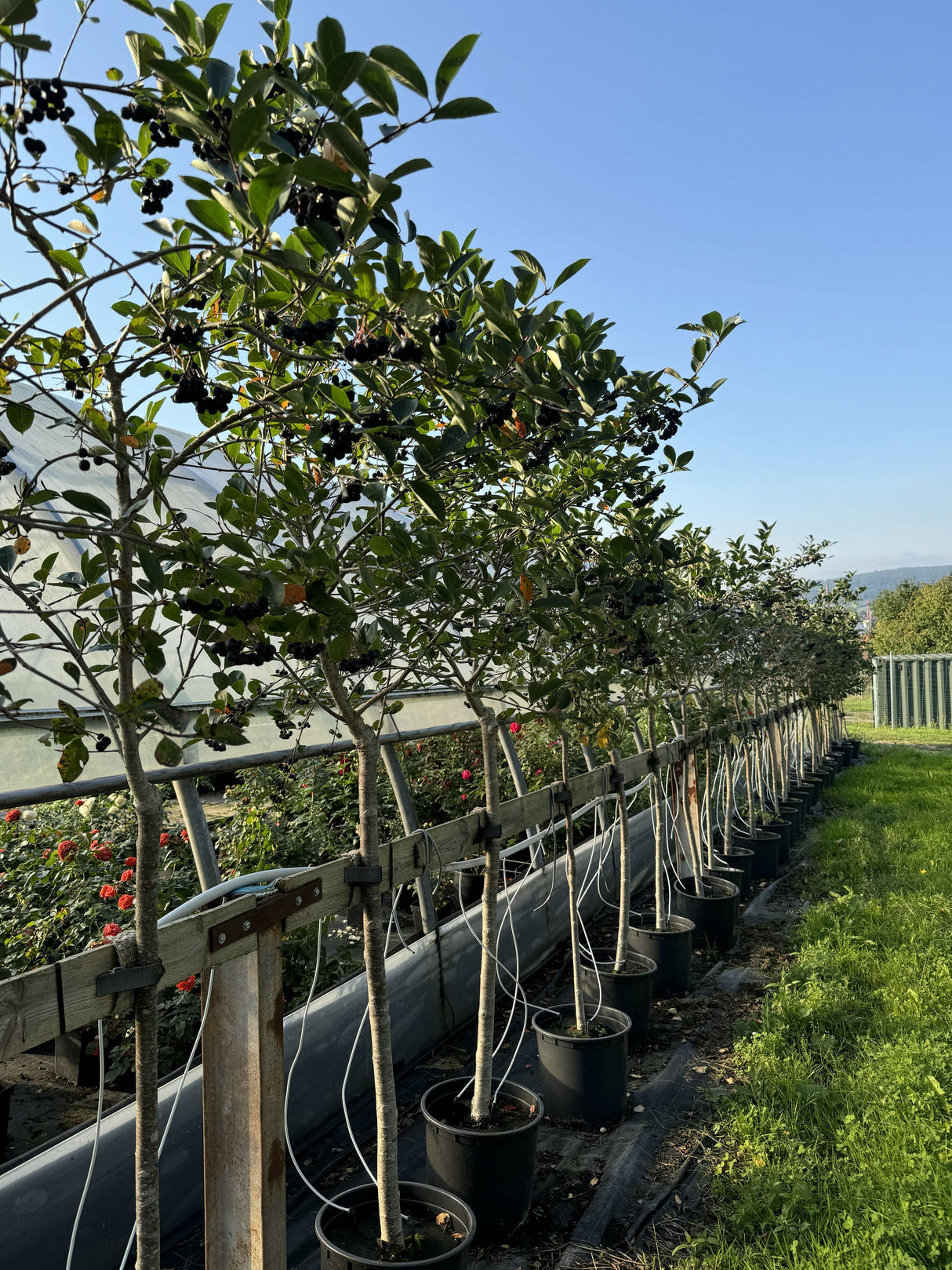 Aronia prunifolia 'Nero' Apfelbeere 'Nero'