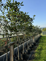 Aronia prunifolia 'Nero' Apfelbeere 'Nero'