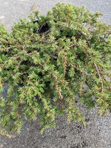 Juniperus com.'Green Carpet' Kriechwacholder 'Green Carpet'