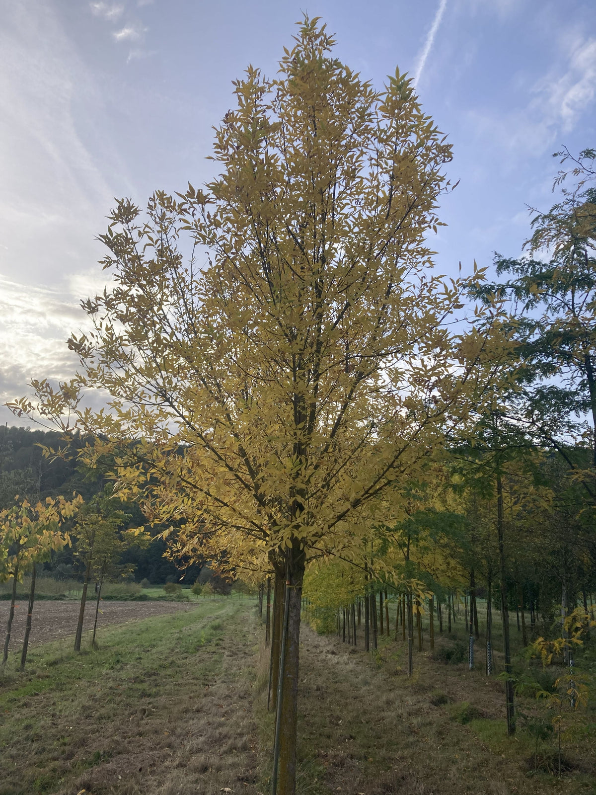 Fraxinus pennsylvanica 'Summit' Rotesche 'Summit'