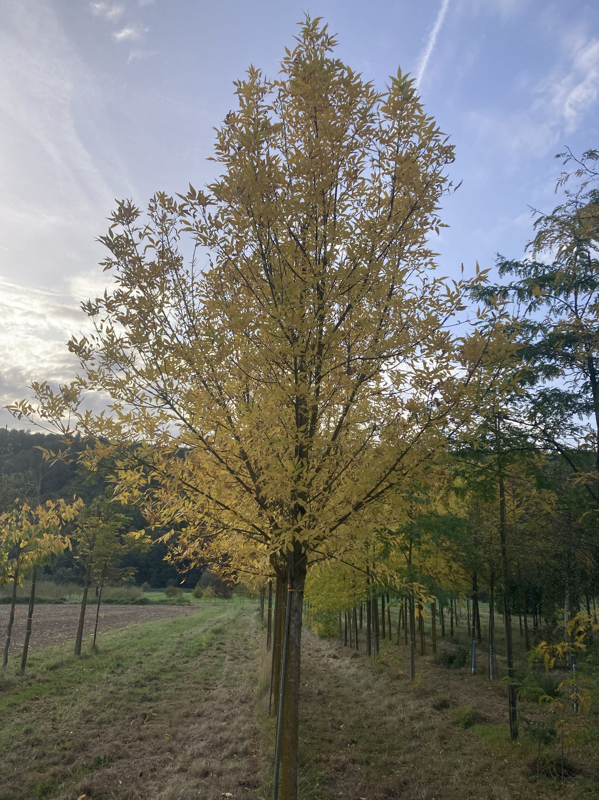 Fraxinus pennsylvanica 'Summit' Rotesche 'Summit'