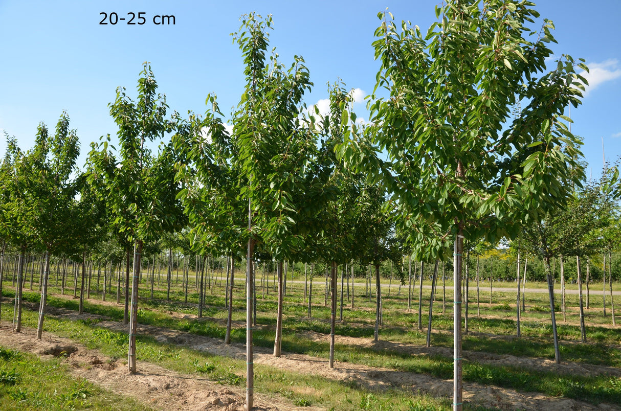 Prunus av.'Regina'                     CAC Süßkirsche 'Regina'                   7.KW