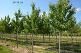 Prunus av.'Regina'                     CAC Süßkirsche 'Regina'                   7.KW