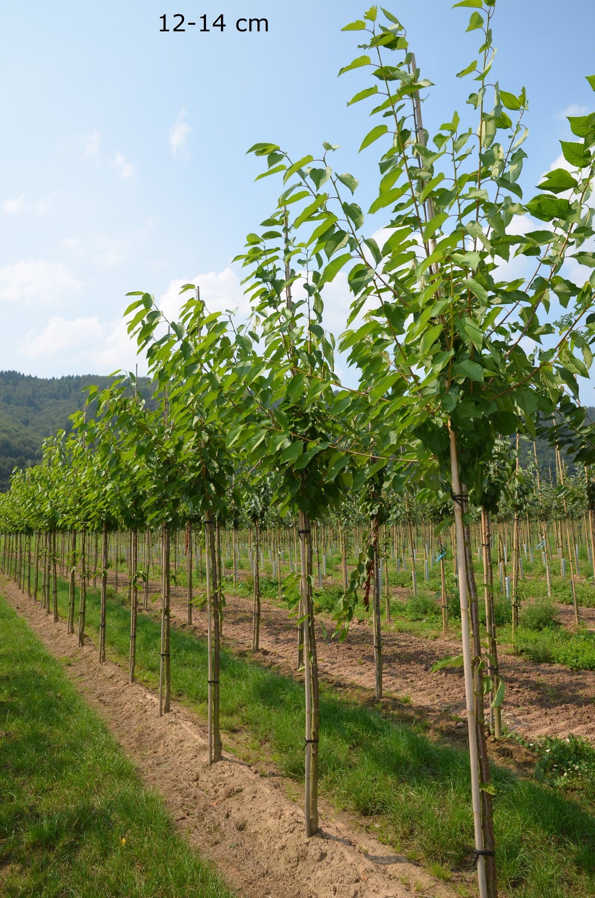 Prunus av.'Regina'                     CAC Süßkirsche 'Regina'                   7.KW