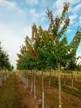 Acer rubrum 'Scanlon' Rotahorn 'Scanlon'