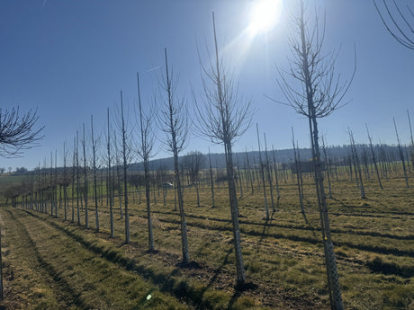 Acer campestre 'Queen Elizabeth' Feldahorn 'Queen Elizabeth'