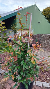 Photinia fraseri 'Red Robin' Glanzmispel 'Red Robin'