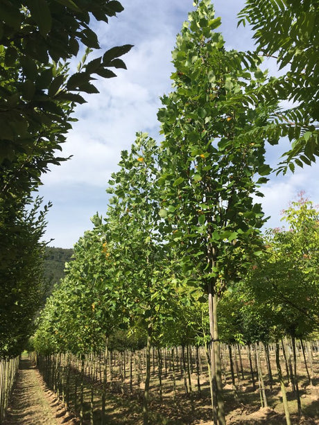 Liriodendron tulipifera 'Fastigiatum' Säulen-Tulpenbaum