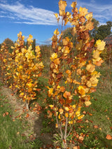 Liriodendron tulipifera 'Fastigiatum' Säulen-Tulpenbaum