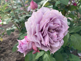 Rosa 'Novalis'  -R-                     BT Beetrose 'Novalis'  -R-           ADR-Rose
