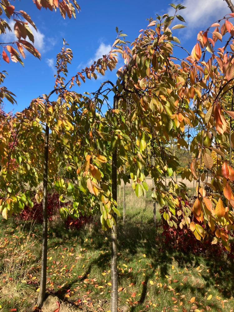 Prunus avium 'Plena Pendula' Gefülltblüh.Hänge-Vogelkirsche