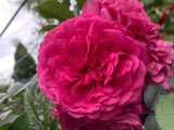 Rosa 'Laguna'  -R-                      KL VI Kletterrose 'Laguna'  -R-         ADR-Rose
