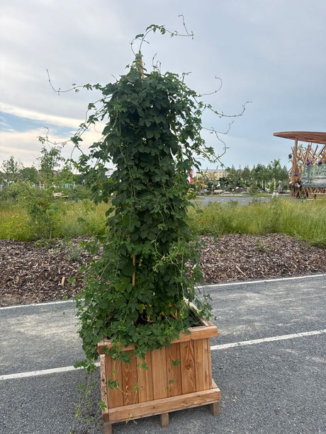 Humulus lupulus Wilder Hopfen