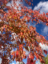 Acer buergerianum Dreizahnahorn