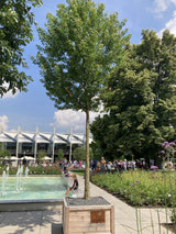 Acer buergerianum Dreizahnahorn
