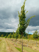 Carpinus betulus 'Frans Fontaine' Hainbuche 'Frans Fontaine'