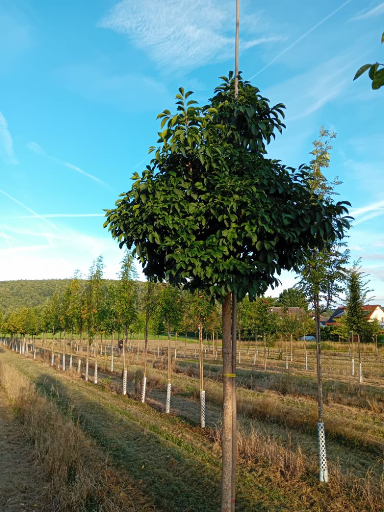 Fraxinus ornus 'Mecsek' Blumenesche 'Mecsek'