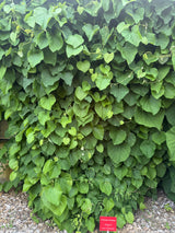 Aristolochia durior Pfeifenwinde
