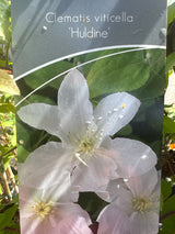 Clematis viticella 'Huldine' Italienische Waldrebe 'Huldine'