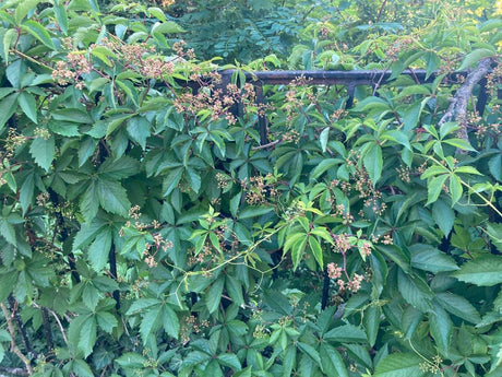 Parthenocissus quinquefolia Wilder Wein