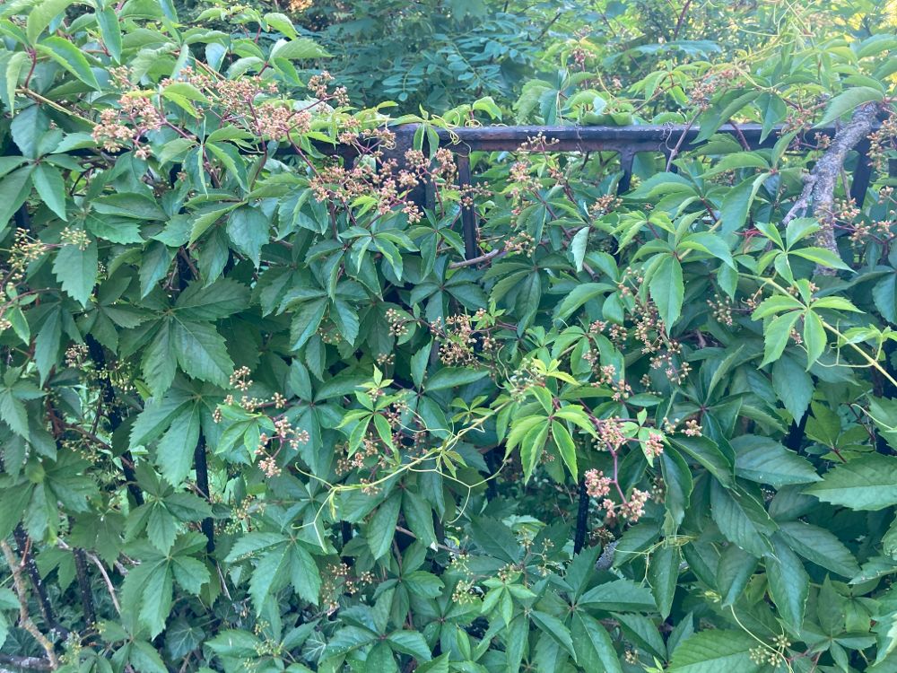 Parthenocissus quinquefolia Wilder Wein