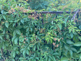 Parthenocissus quinquefolia Wilder Wein