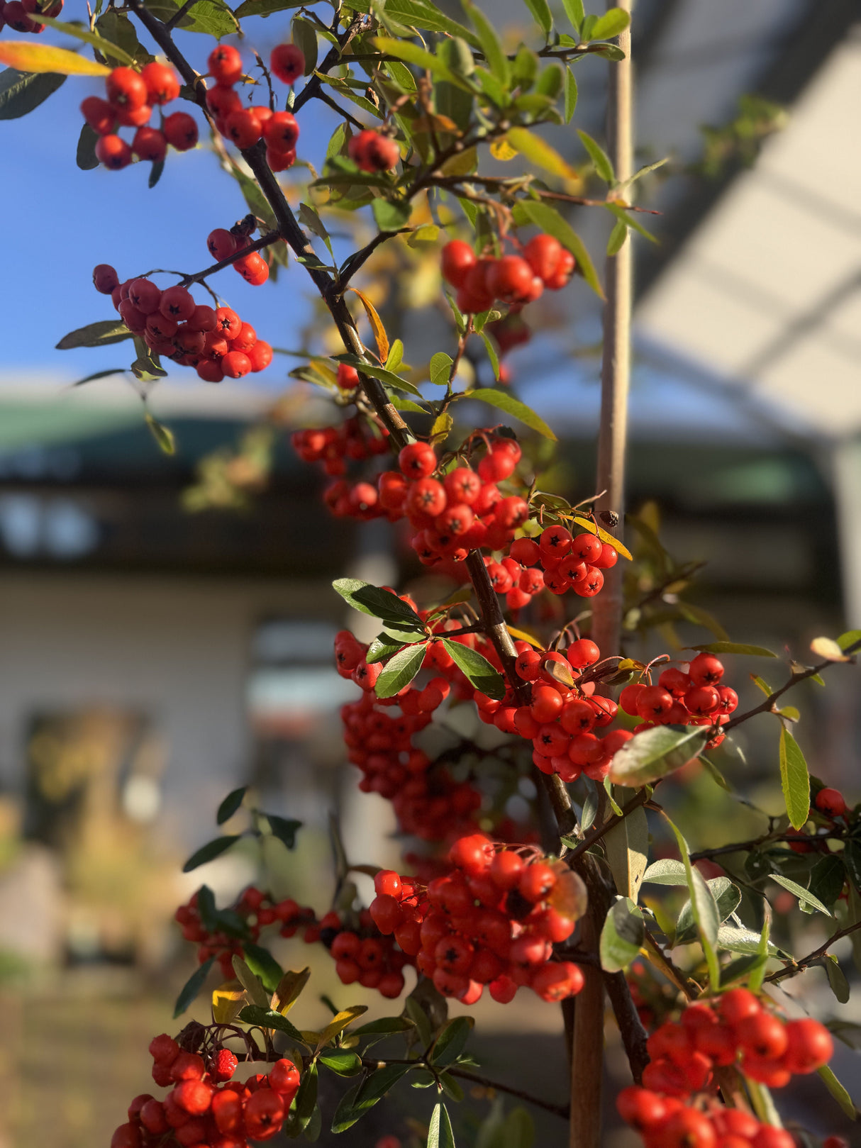 Pyracantha 'Dart's Red' Feuerdorn 'Dart's Red'