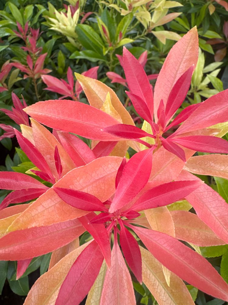 Pieris japonica 'Forest Flame' Schattenglöckchen 'Forest Flame'