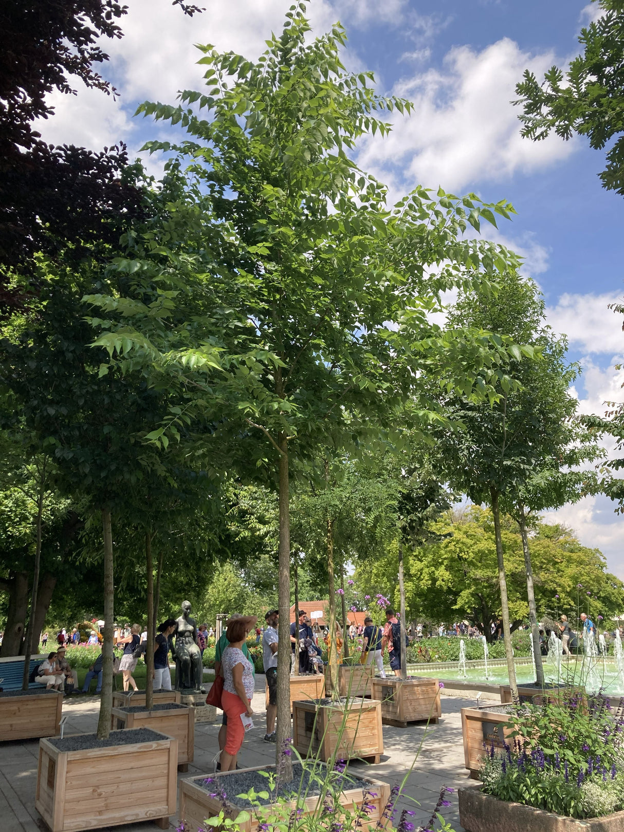 Celtis australis Südlicher Zürgelbaum