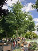 Celtis australis Südlicher Zürgelbaum