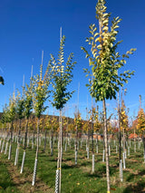 Ulmus hollandica 'Plantijn' Stadtulme 'Plantijn'