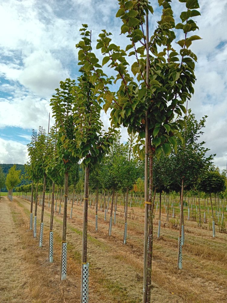 Prunus sargentii Sämling Scharlachkirsche Sämling