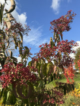 Heptacodium miconioides Heptacodium