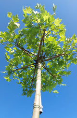 Platanus hispanica Platane