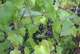 Ribes nigrum 'KieRoyal'  -R-           CAC Johannisbeere 'KieRoyal'  -R-