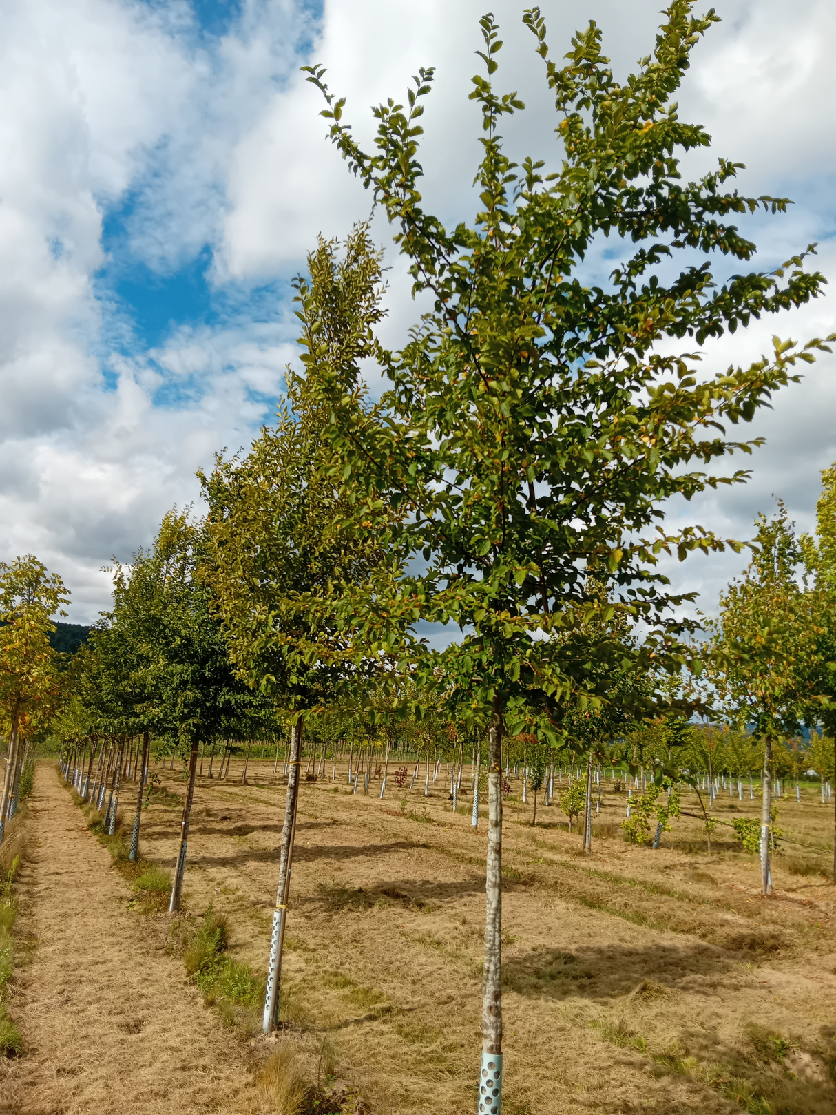 Carpinus betulus Hainbuche,Weißbuche