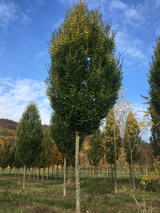 Carpinus betulus 'Fastigiata' Pyramiden-Hainbuche 'Fastigiata'