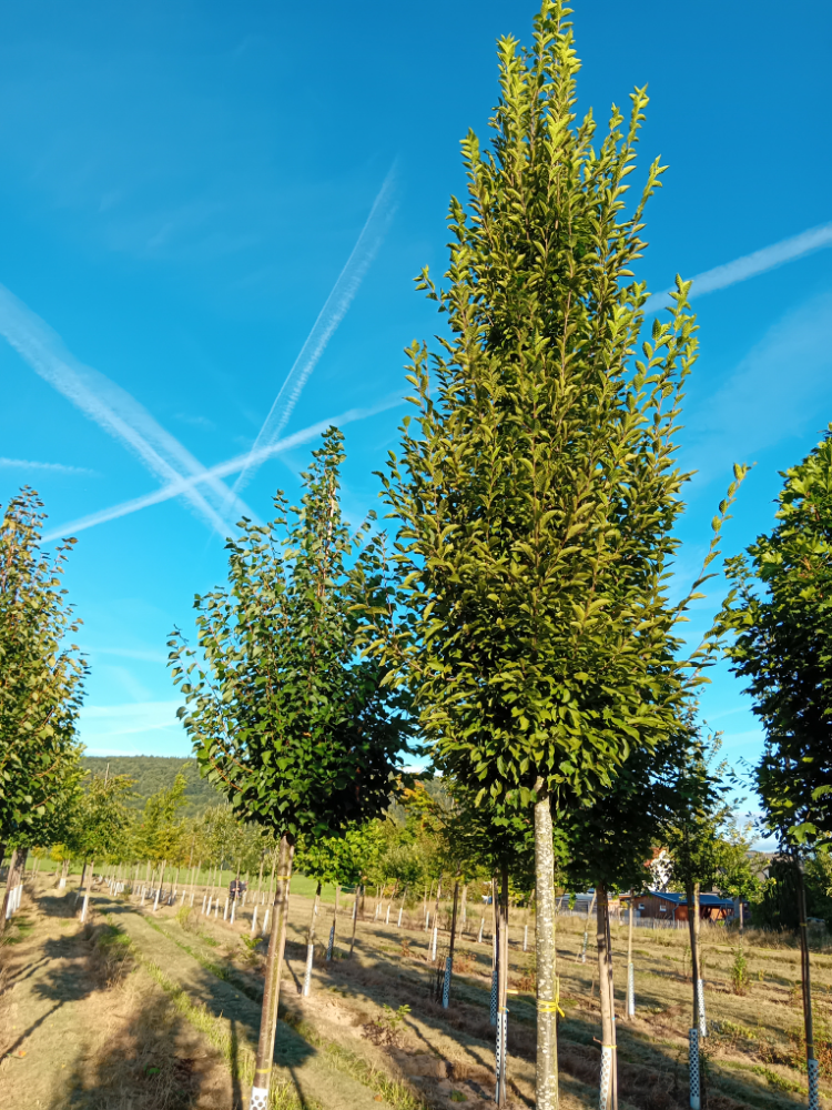 Carpinus betulus 'Fastigiata' Pyramiden-Hainbuche 'Fastigiata'