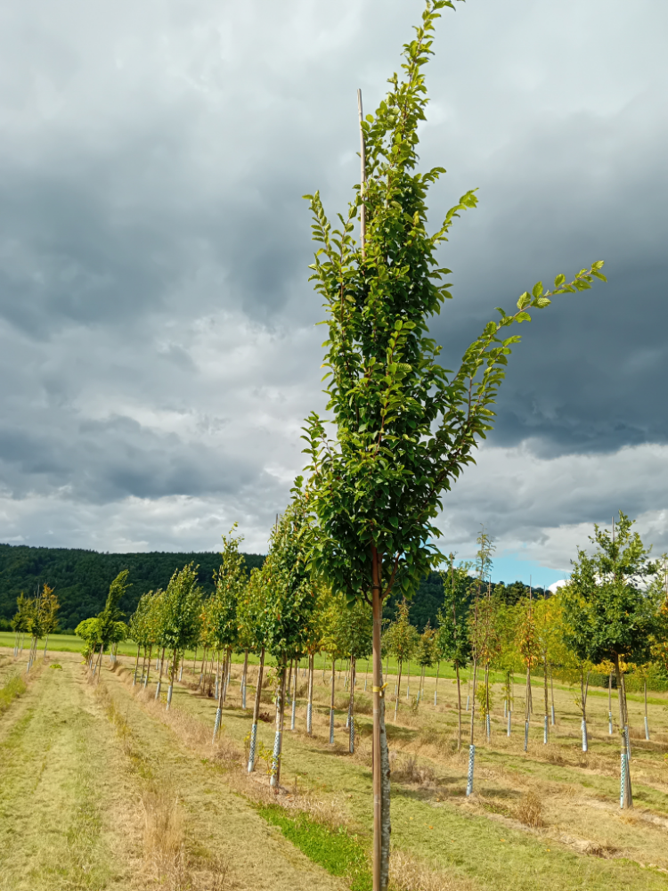 Carpinus betulus 'Frans Fontaine' Hainbuche 'Frans Fontaine'