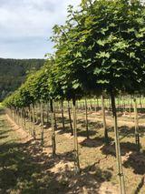Acer platanoides 'Globosum' Kugelahorn 'Globosum'