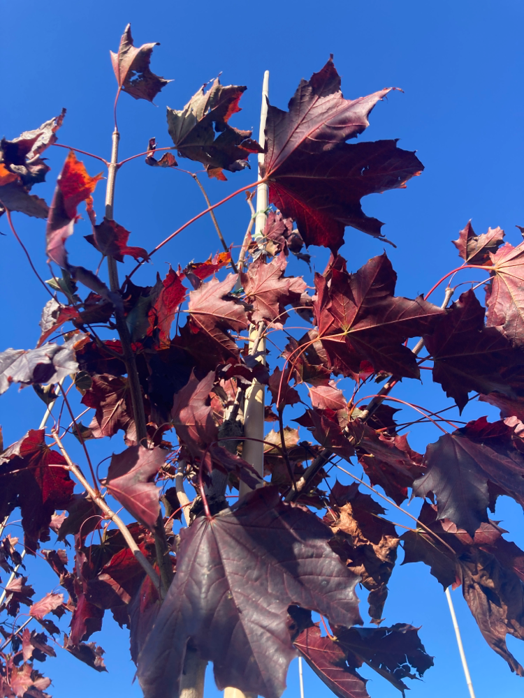 Acer platanoides 'Royal Red' Oregon-Blutahorn 'Royal Red'