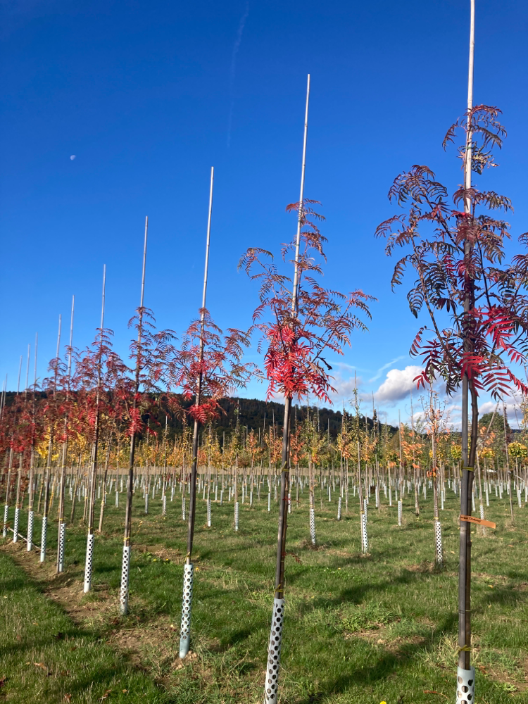 Sorbus 'Dodong' Eberesche 'Dodong'