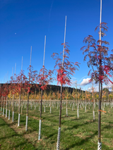 Sorbus 'Dodong' Eberesche 'Dodong'