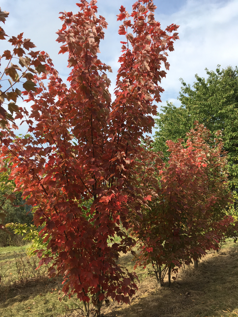 Acer rubrum Rotahorn