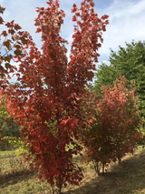 Acer rubrum Rotahorn